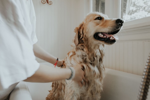 مستلزمات ت taming احترافية